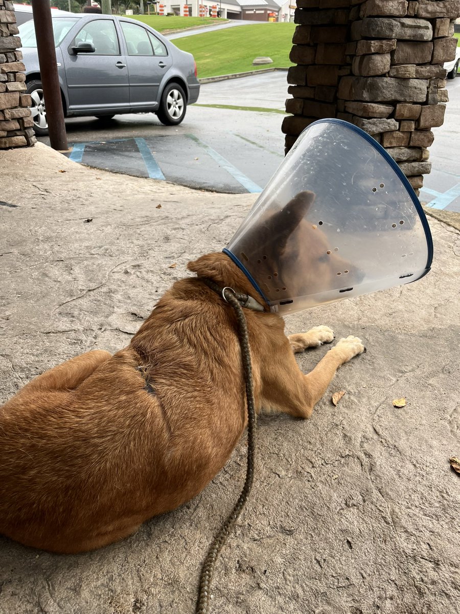 JamieCarnathan's tweet photo. It’s #NationalDogsDay and I want to celebrate my sweet #SamDog. He’s doing well following his emergency splenectomy nearly 3 weeks ago. I got him from a rescue agency 9 years ago. He had a horrible beginning to his life but he has been the sweetest companion. https://t.co/lSvzEG9ppy
