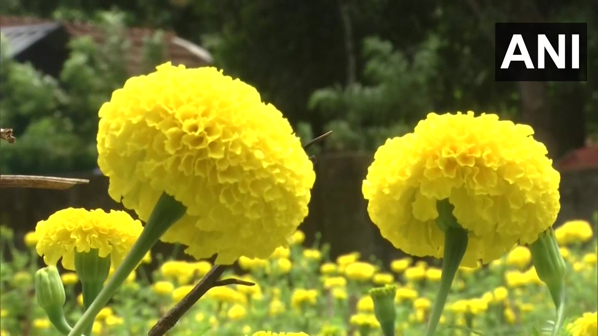 ANI on Twitter "Kerala Kochi's Cheranalloor Krishi Bhavan promotes