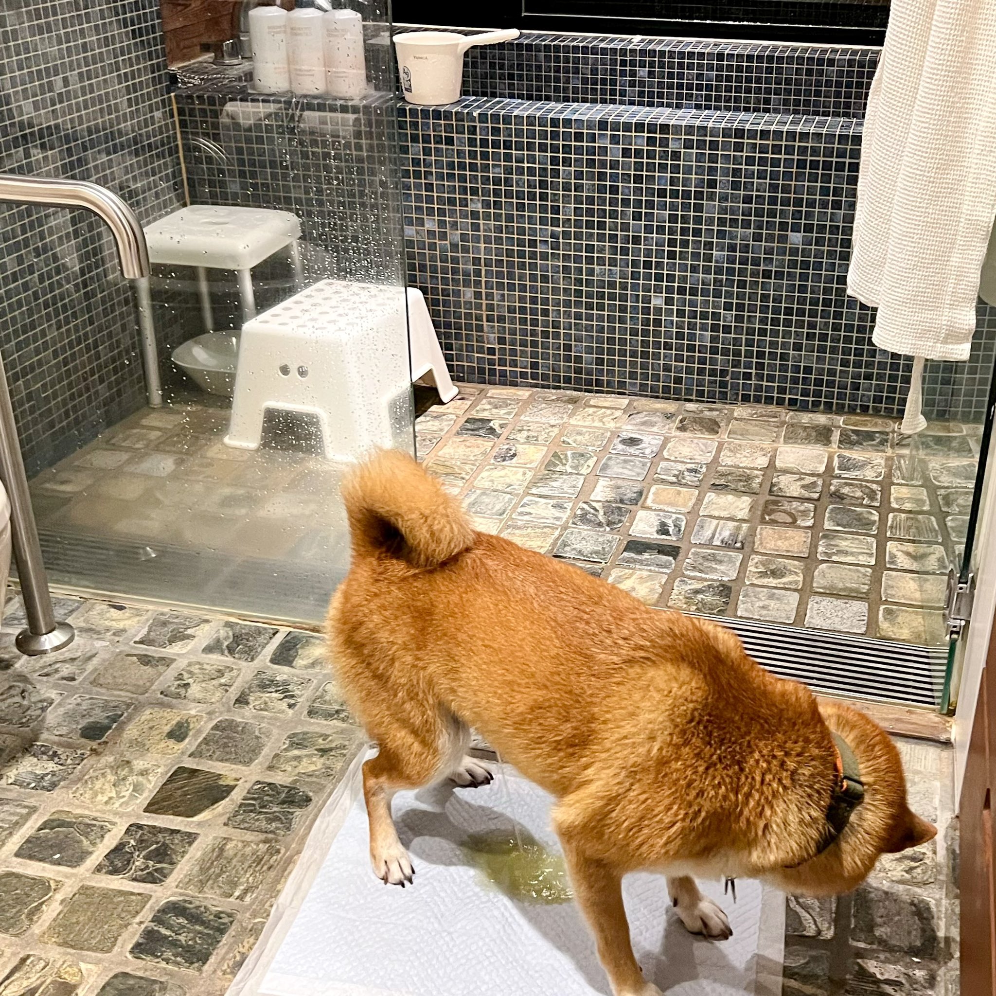 犬トイレ Twitter Search Twitter
