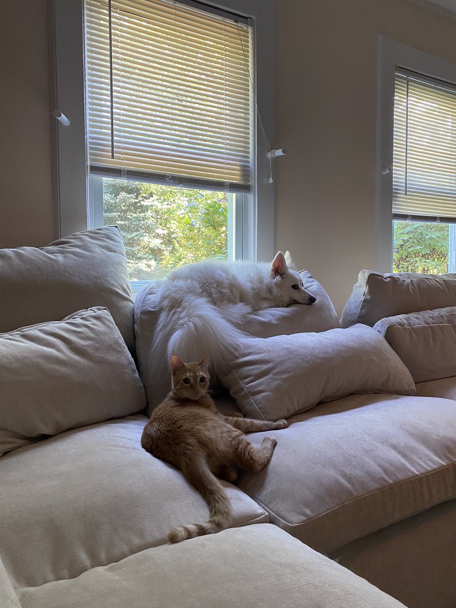 Liv_Lanes's tweet photo. @ProfTSearles @nick_farina @amarchenkova @abe_asfaw @physicsjackson @QuantumPups @parnes_hannah Dog for review. Plus bonus kitten. https://t.co/fBzU7sihJ8