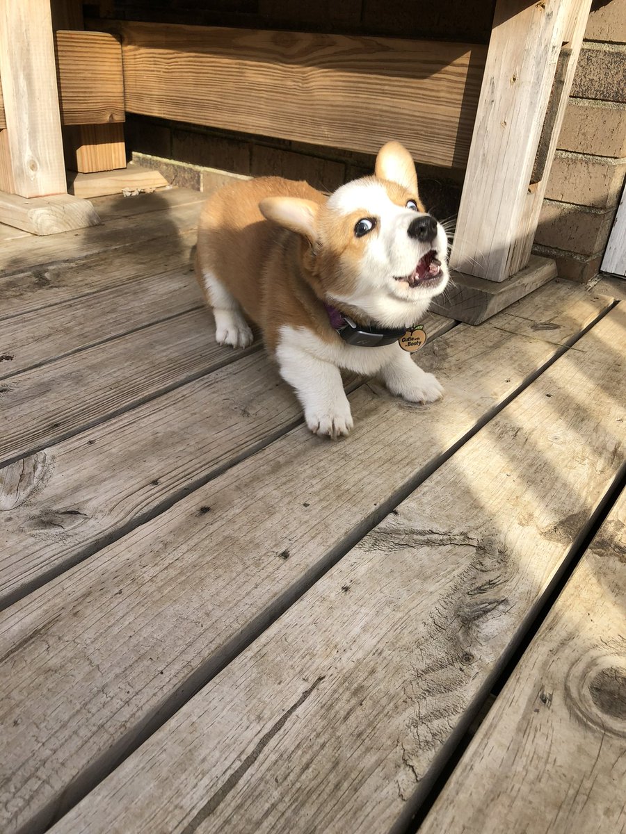 #NationalDogDay Tell ‘em!