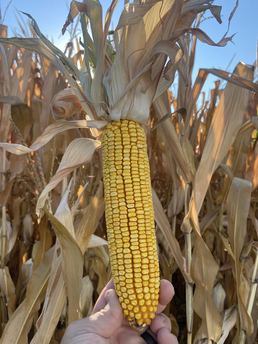 complete_ag's tweet photo. Being a Channel seedsman is about customer satisfaction &amp; success…it’s great news that on this #FieldCheckUpFriday we have brought to the game, a member (214-22STXRIB) of our powerful💪🏽💪🏽 line-up. #placedtoperform!! Talk about a game changer that will most definitely impress!! https://t.co/Ub8U3AprBK