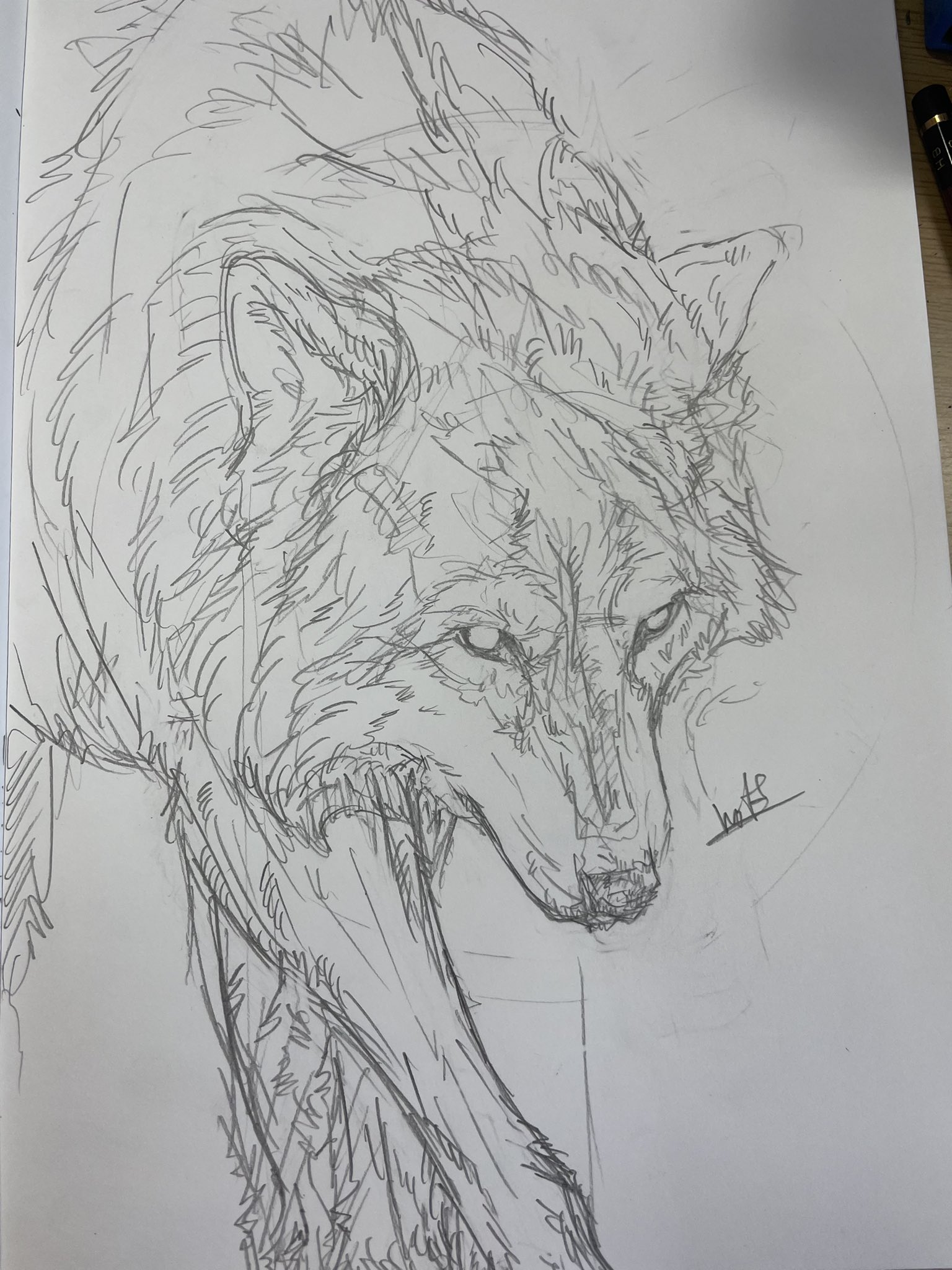 おおかみさん Ookamishop Wolf Twitter