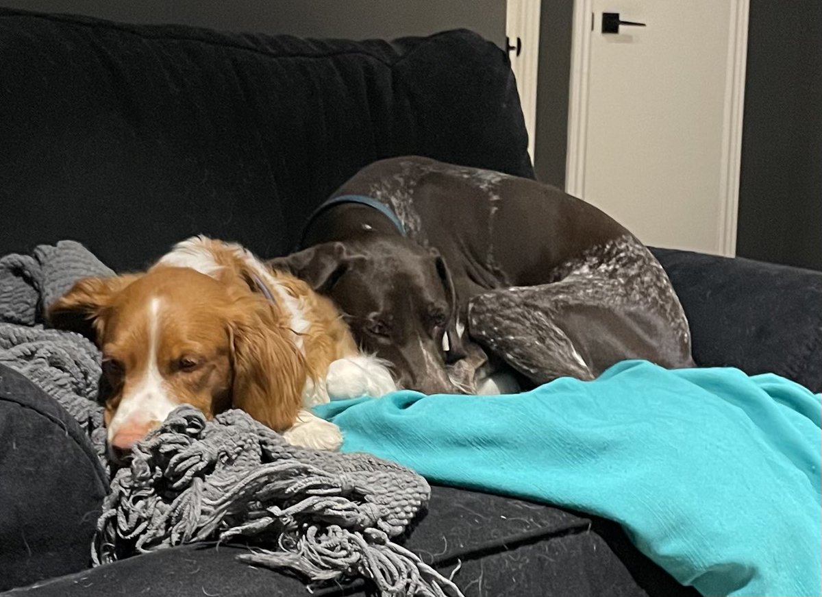 DogBandanasByAmy tweet media