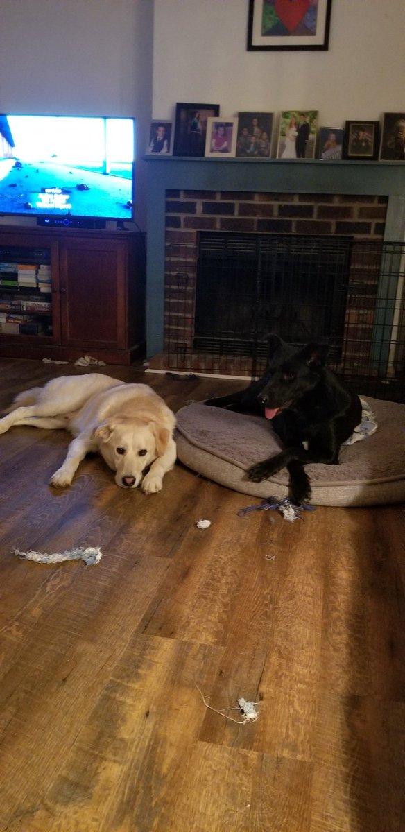 Jlee19481's tweet photo. My fur babies, Daisy and Louie🥰 https://t.co/sVGZnaBA7s