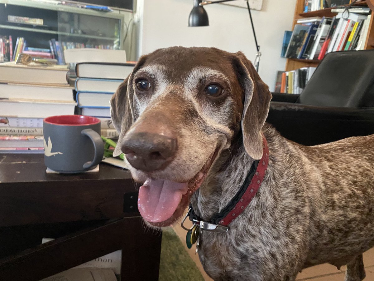 GwenFilosaMedia's tweet photo. I loved Elly the dog and she loved me back. She was my OG dogsitting client. Taught me to be better at life. 2011-2022. Rest now. You’re a good girl. She is survived by her people who gave her the best life ever. #keywestdog #takeyourrest #goodgirl https://t.co/uzmZamc2Mt