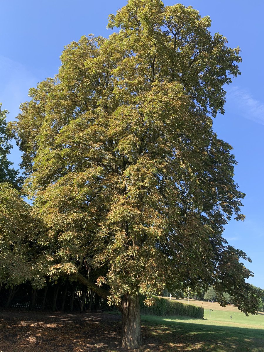 ValerieBarlow6's tweet photo. Volunteering &amp; parkrunning @oakhillparkrun #loveparkrun #autumninaugust 🧡 @parkrunuk https://t.co/V6461yf5Fd