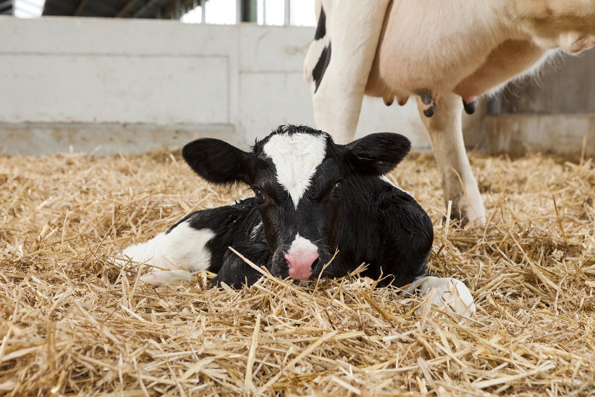 CALLING ALL FARMERS!
Please click the link below to take part in our Calf Feeding Survey. 
It will take less than 5 minutes and one lucky respondent will win 20 bags of Energized Calf Milk
trouwntr.tn/2fC