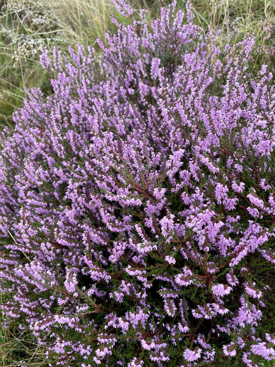 Beauty of our countryside on the doorstep with a wee wander up local Dumyat in the Ochil hills yesterday evening. Catching the heather in bloom as well. Perfect tonic to wash away the working week. ⁦<a href="/VisitScotland/">VisitScotland</a>⁩ ⁦<a href="/ClacksActive/">ClacksActive</a>⁩ ⁦<a href="/DiscoverClacks/">DiscoverClacks</a>⁩