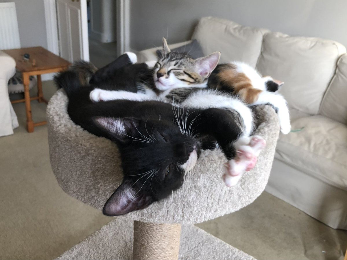 AriadnCuxirimay's tweet photo. On the home stretch to #Caturday. 

#BedYoga #ChillRightOut #WeekendVibes #SaturdayThoughts #KittensOfTwitter #CatsOfTwitter https://t.co/vybWZ1GiSl
