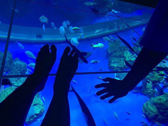 かりゆし水族館ジャングルみたいで最高すぎてる🏝🥹✨ https://t.co/e5c8UPpHuA<a href="/tag/%E3%81%99%E3%81%93%E3%81%A6%E7%B5%B5"class="tags"><span>#すこて絵</span></a><a href="/tag/%E3%81%8B%E3%81%AA%E3%81%88%E5%85%88%E7%94%9F%E3%81%8B%E3%82%89%E3%81%AE%E5%AE%BF%E9%A1%8C"class="tags"><span>#かなえ先生からの宿題</span></a>