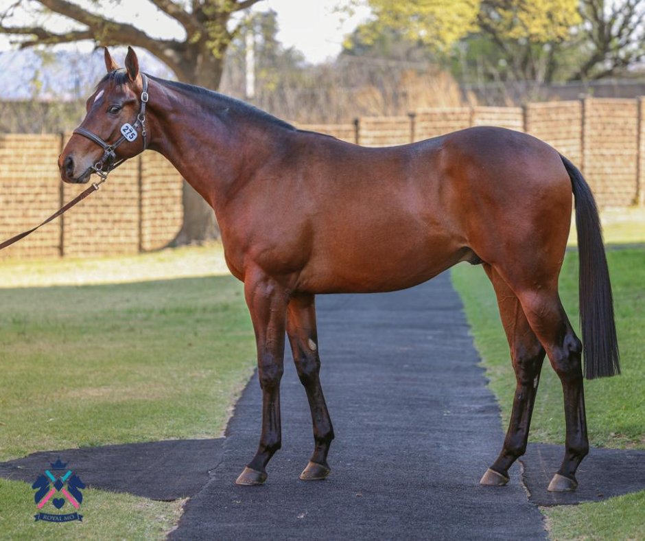 RoyalMoStallion's tweet photo. Get a jumpstart with MO START! This big colt is by ROYAL MO out of Jumpstart. 🏇
·
#horses #horseracing #horsebreeding https://t.co/4QfD7Pdjyi