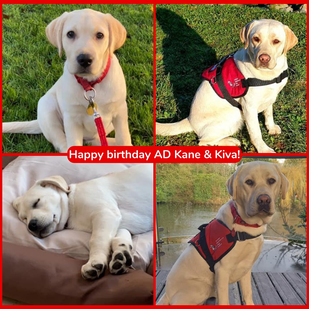 autismdogsirl's tweet photo. It's a special day for siblings &amp; #AssistanceDogs Kane &amp; Kiva as they celebrate their 2nd birthday 🎂🥳

Here is a picture of the two when they were only #pupsintraining with their Puppy Fosterers... 😍 They have certainly come a long way and we are so proud of them ❤️ https://t.co/gBLSO17bDp