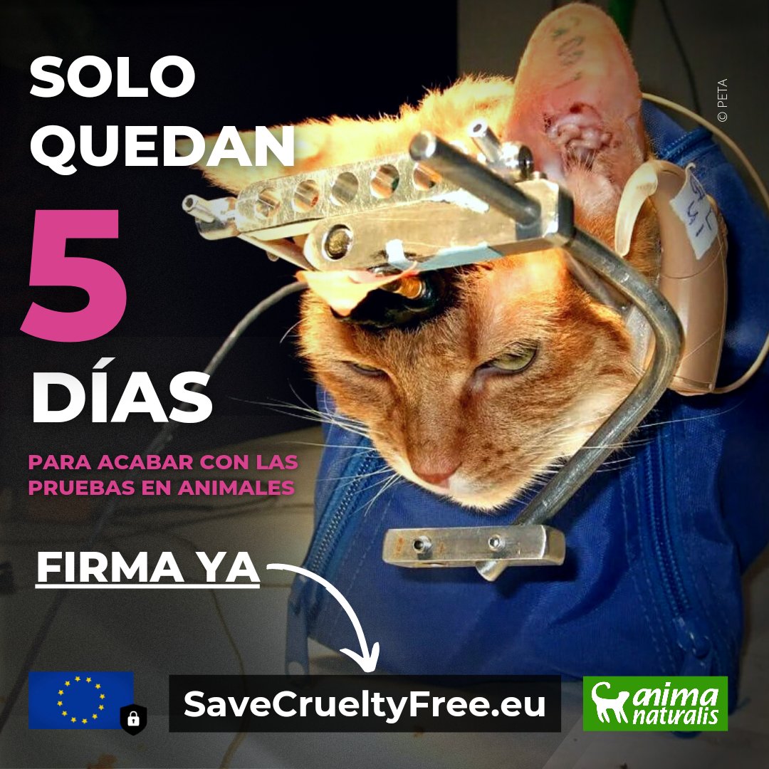 AnimaNaturalis's tweet photo. ¡Firma antes de que sea demasiado tarde!
✍️ https://t.co/1V29I3gEro

👩🏼‍🔬 A pesar de los increíbles avances científicos, el número de experimentos con animales no ha cambiado mucho durante la última década.

Exigimos una Europa libre de pruebas en animales, únete.
#EndAnimalTesting https://t.co/tEeHTwQK8B