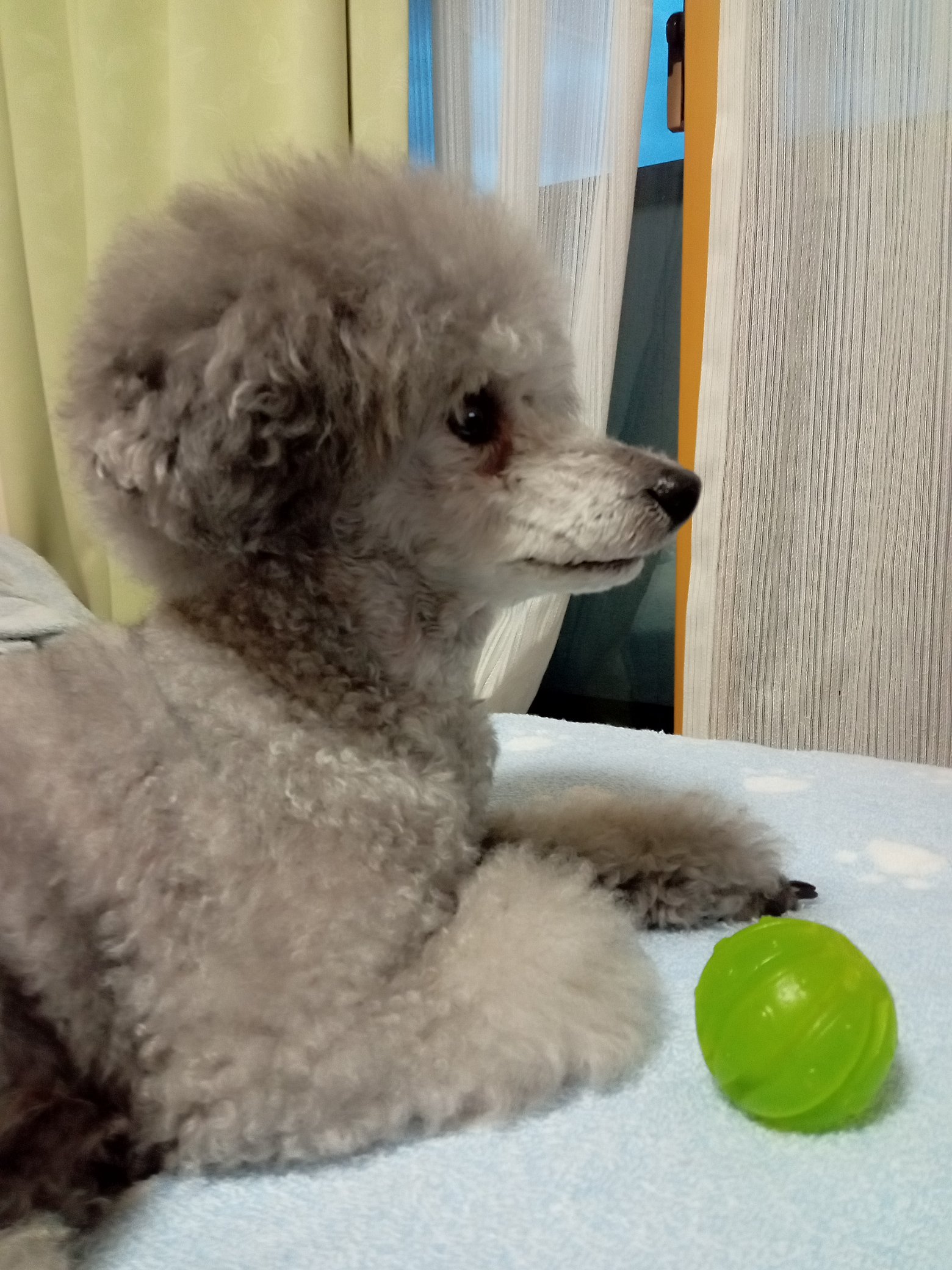 トイプードルシルバーチビ Twitter Search Twitter