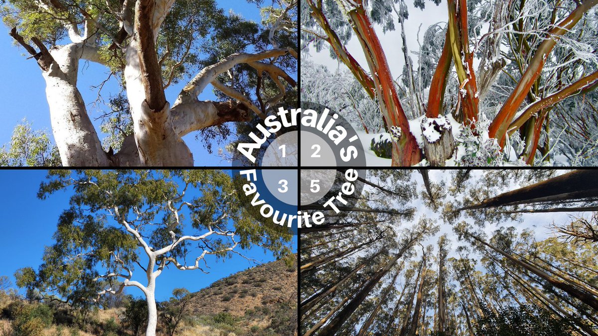 EucalyptAus's tweet photo. 4/5 of Australia's 5 favourite trees are eucalypts! 
Personally, we expected these results 😉 Did you?
All 33 of the trees nominated for the ABC's #AusFaveTree are incredible species, but it really shows just how important eucs are to our national identity &amp; culture! #AusFaveTree https://t.co/HdBFy40SU7