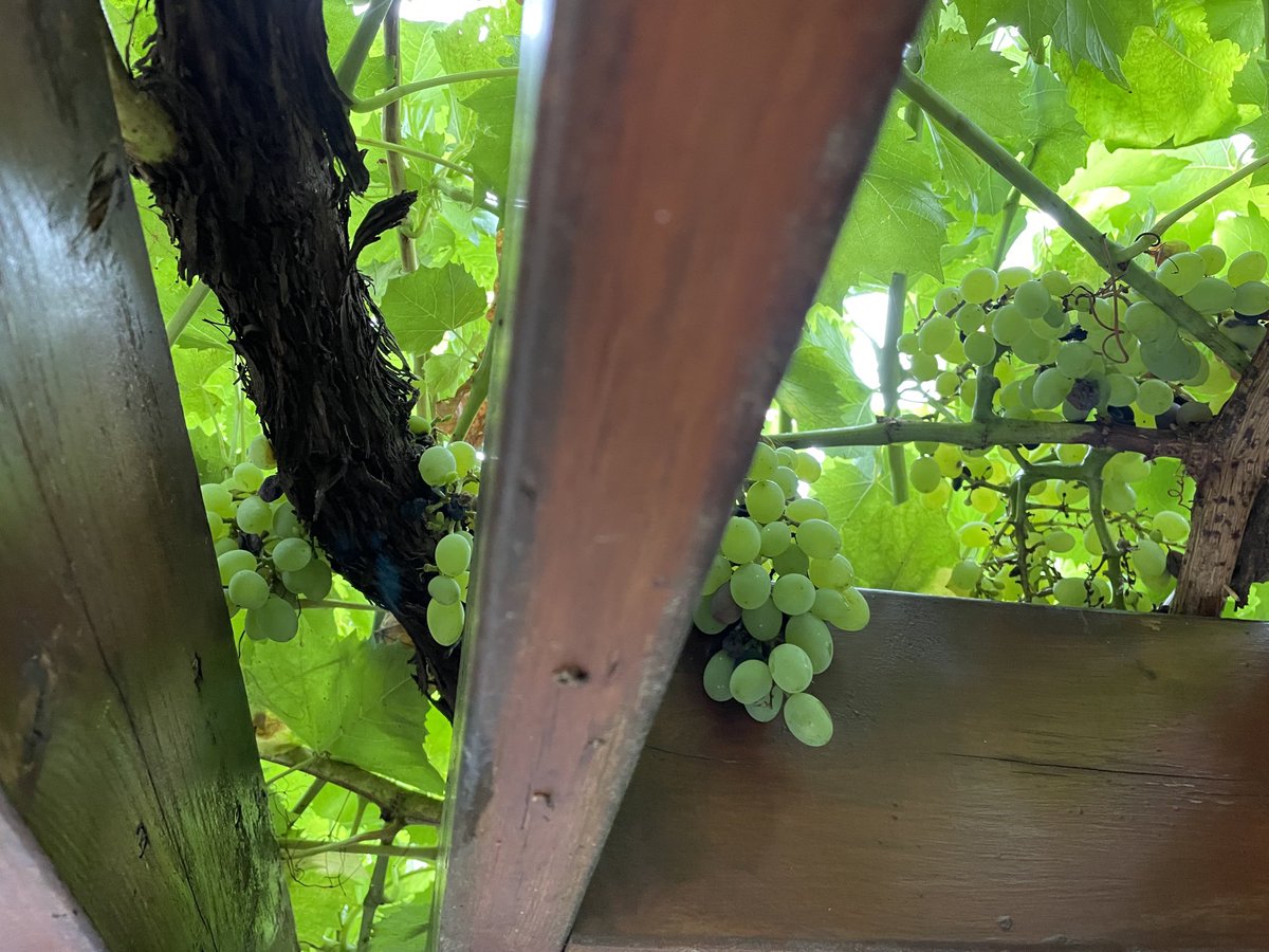 This year I’m making sure to enjoy these grapes  (no bunches of raisins here 🙂)