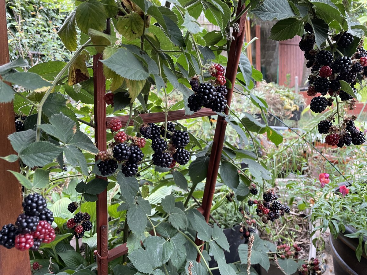 … and the blackberries - I was able to harvest a bunch before the heatwave took them out faster than I had energy to water them. Anyone have a good recipe for blackberries? I’m think blackberry pie perhaps.