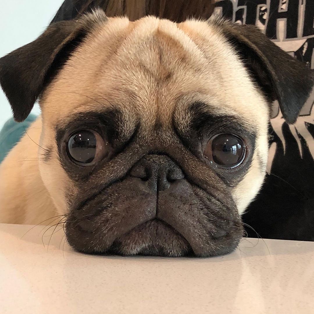 PugMom (@pug_o_holic) on Twitter photo 
