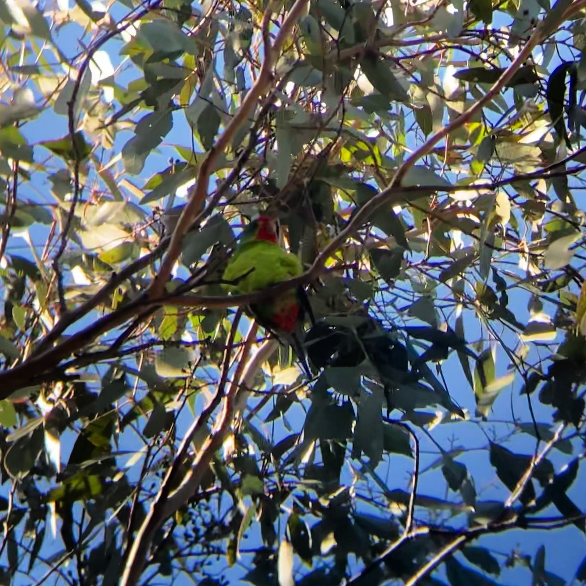 Camilla52659369's tweet photo. How can the Mugga Ironbark be overlooked as #ausfavetree ? Beautiful black furrowed bark, pink and yellow flowers and habitat to two of our critically endangered birds, the #swiftparrot and #regenthoneyeater. My swifty observation today #crapbirdphotography https://t.co/2dJThe88Ae