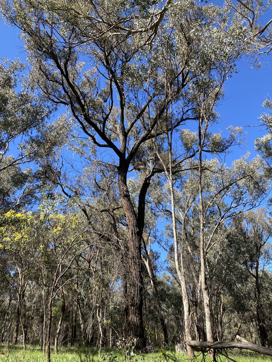 Camilla52659369's tweet photo. How can the Mugga Ironbark be overlooked as #ausfavetree ? Beautiful black furrowed bark, pink and yellow flowers and habitat to two of our critically endangered birds, the #swiftparrot and #regenthoneyeater. My swifty observation today #crapbirdphotography https://t.co/2dJThe88Ae