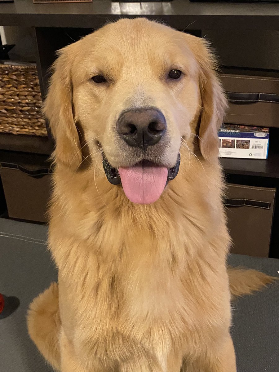 Happy #NationalDogDay to Chester and my dog pals, Luna, Duggan, and Bogey.  I forgive you for chewing my sandals, my work badge, the tv remote…♥️ <a href="/m_ddoherty/">Ms. Doherty</a>