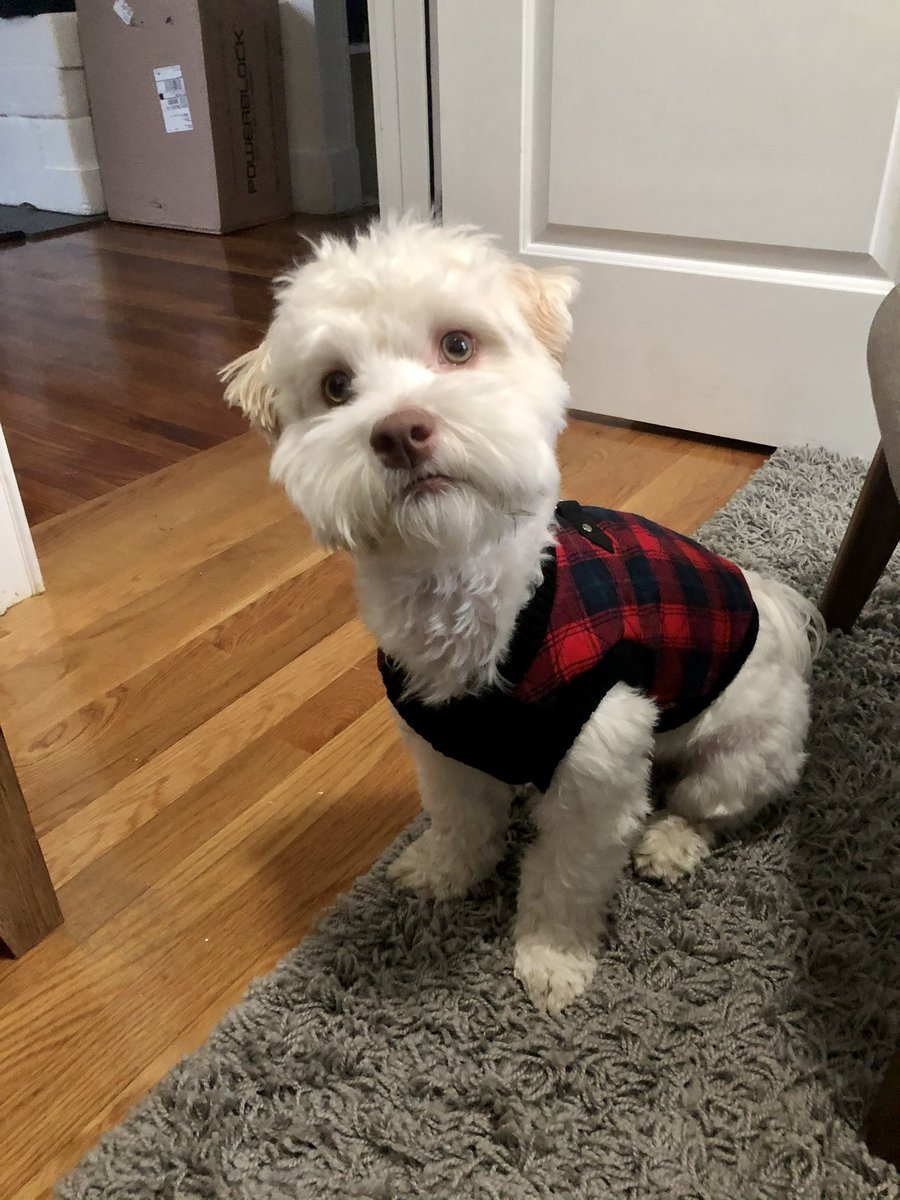 EricQuantum's tweet photo. @QuantumPups https://t.co/M5G2DO6LF9