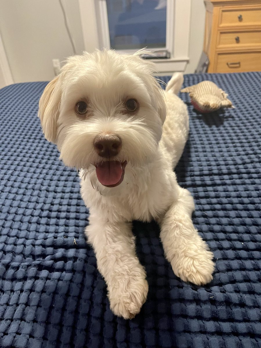EricQuantum's tweet photo. @QuantumPups https://t.co/M5G2DO6LF9
