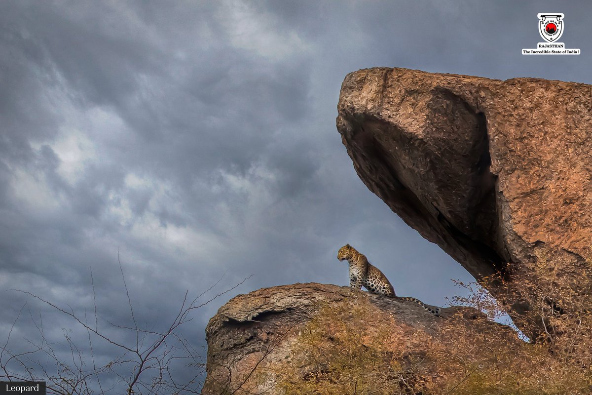 my_rajasthan's tweet photo. Leopard sighting at Jawai, Bera
How captivating it is to witness such a flawless beauty!

#wildlife #leopard #animal #funaofrajasthan #wildlifeofrajasthan #wildlifephotography #travelrajasthan #SaturdayMorning #Rajasthan #RajasthanTourism https://t.co/UOGKX3pxNA