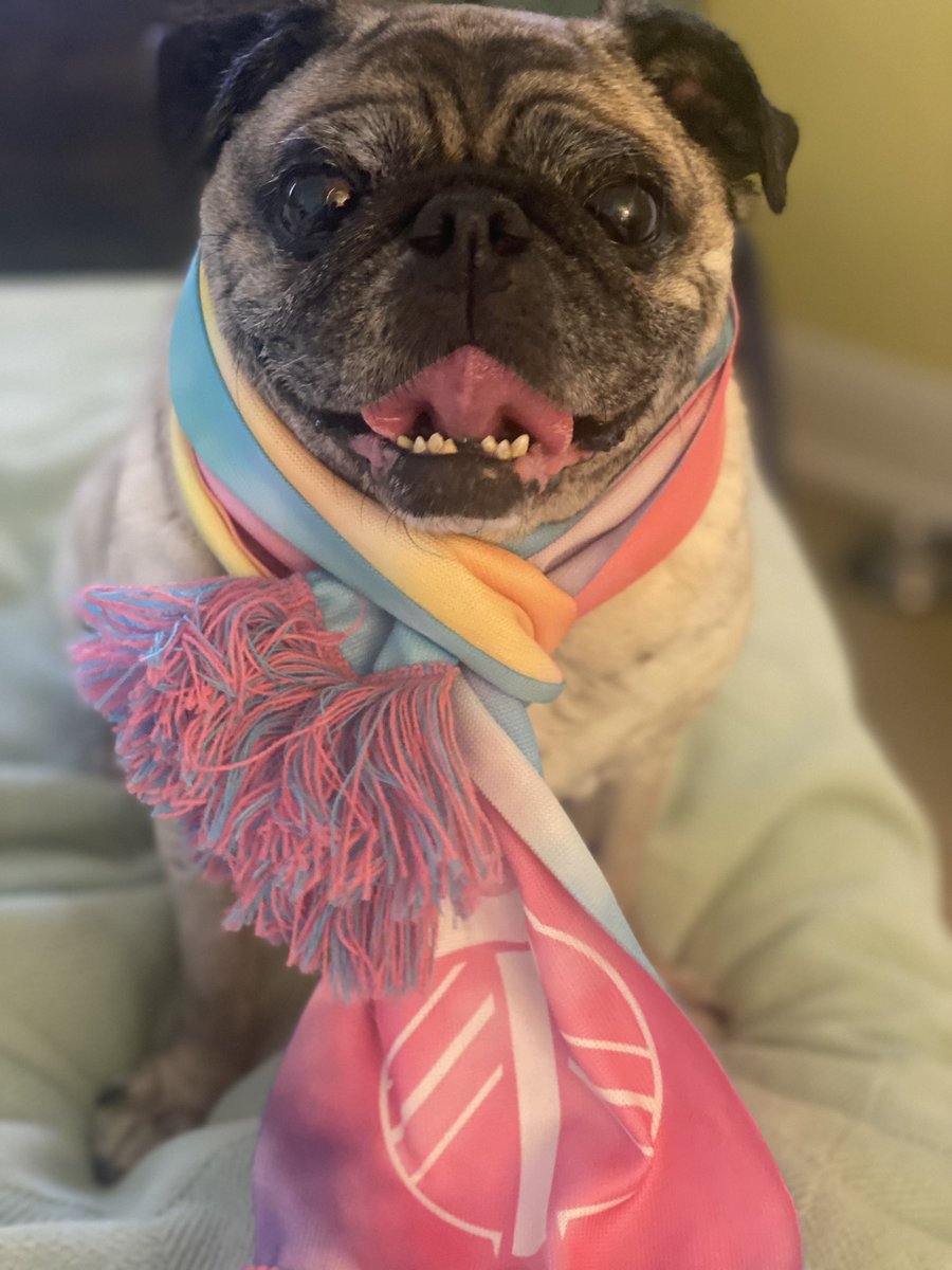 SammythePugg's tweet photo. Gut. The. Fish. #puglife #portlandtimbers https://t.co/d7G5ohJnKq