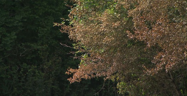 e_niort's tweet photo. #DeuxSèvres. Sécheresse, incendies : la forêt telle qu'on la connait, n'aura plus le même visage dans 50 ans. https://t.co/MSU1y4GvLX https://t.co/hcxfajlH5o