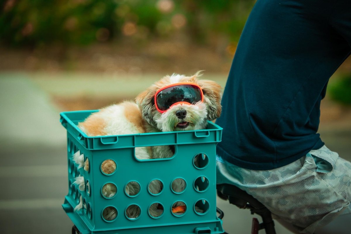 VivaCalleSJ's tweet photo. Today is U.S. National Dog Day! Viva CalleSJ celebrates all our furry friends who join us on the route. We can't wait to see you on September 18!
#VivaCalleSJ #VCSJ https://t.co/Oql2RU2l8y