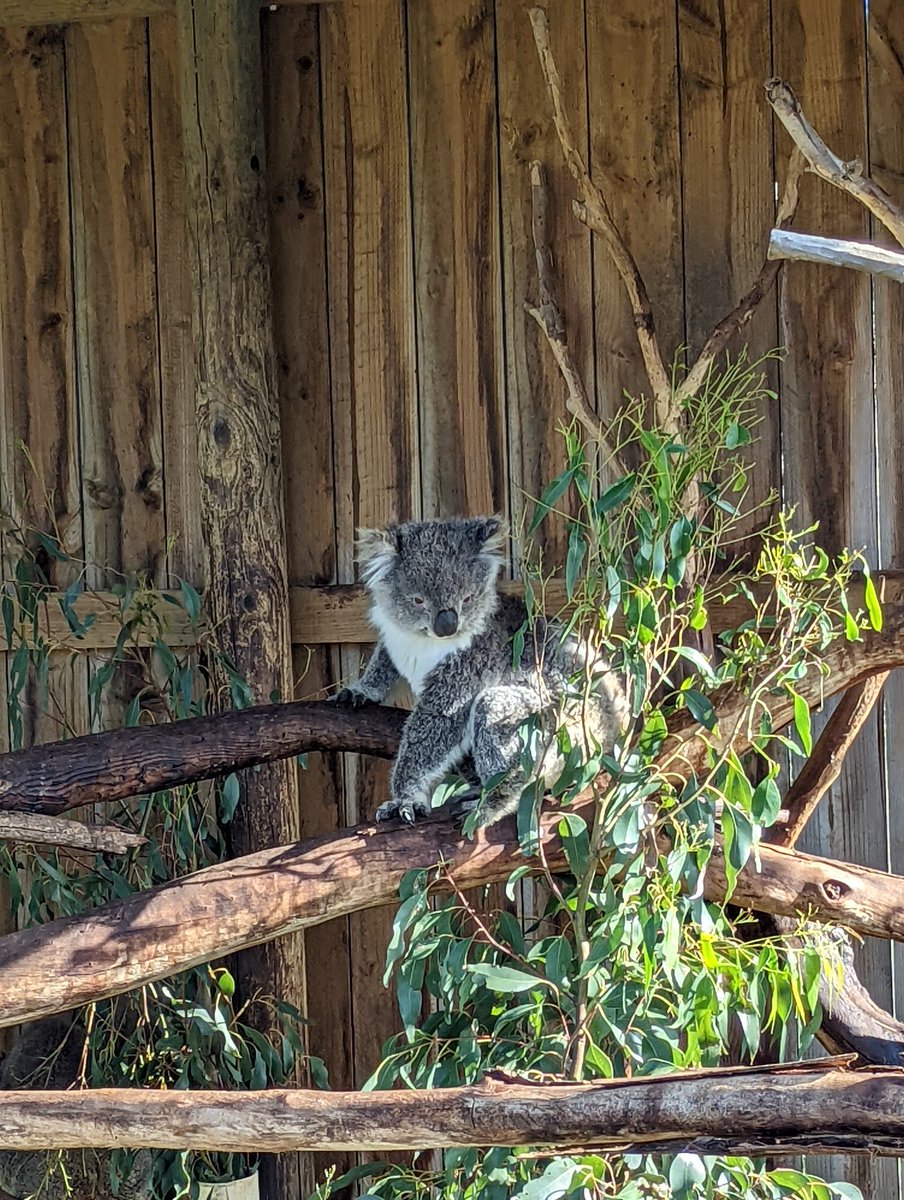 David McLennan tweet media