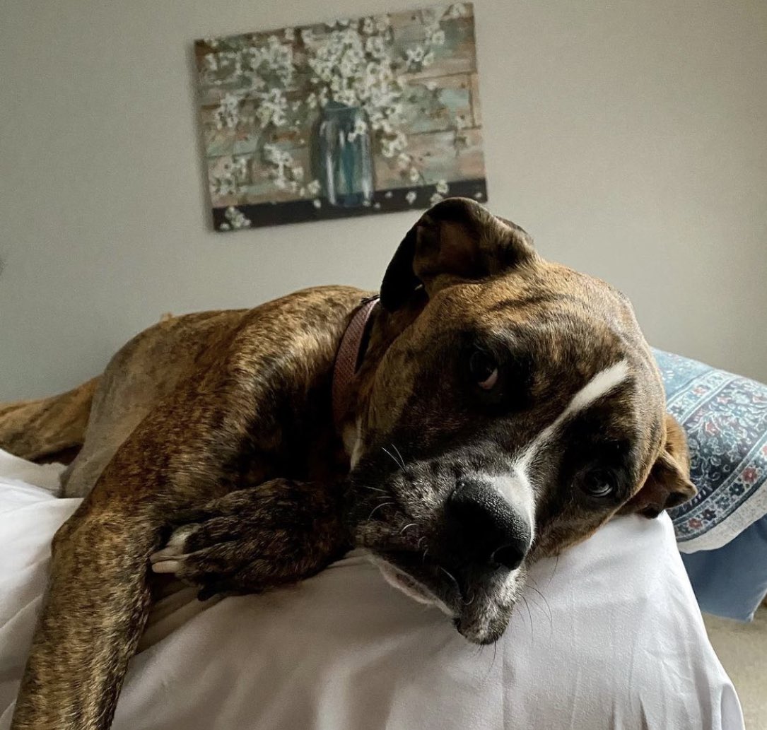 TerriMcHugh68's tweet photo. @MKPrusnick Dakota spent #NationalDogDay chilling while her parents attended Friday Night Lights. #DogsOf54 https://t.co/9XtTFq4DLm