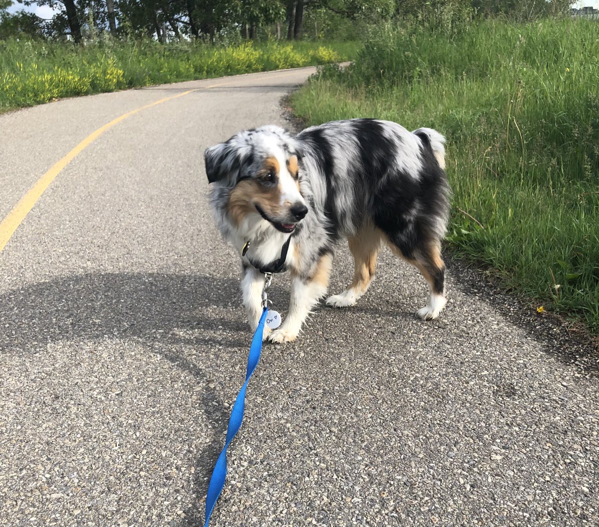 International Dog Day hey? Pretty sure that’s every day for the Ovi!