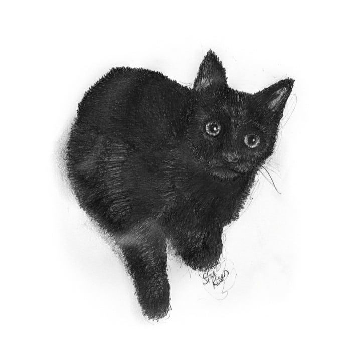 Sailor Sam (Ballpoint pen/graphite) A dear friend's beloved cat set sail today over the rainbow. So soon after he lost his beloved dog. I drew this in hope that it will bring solace.