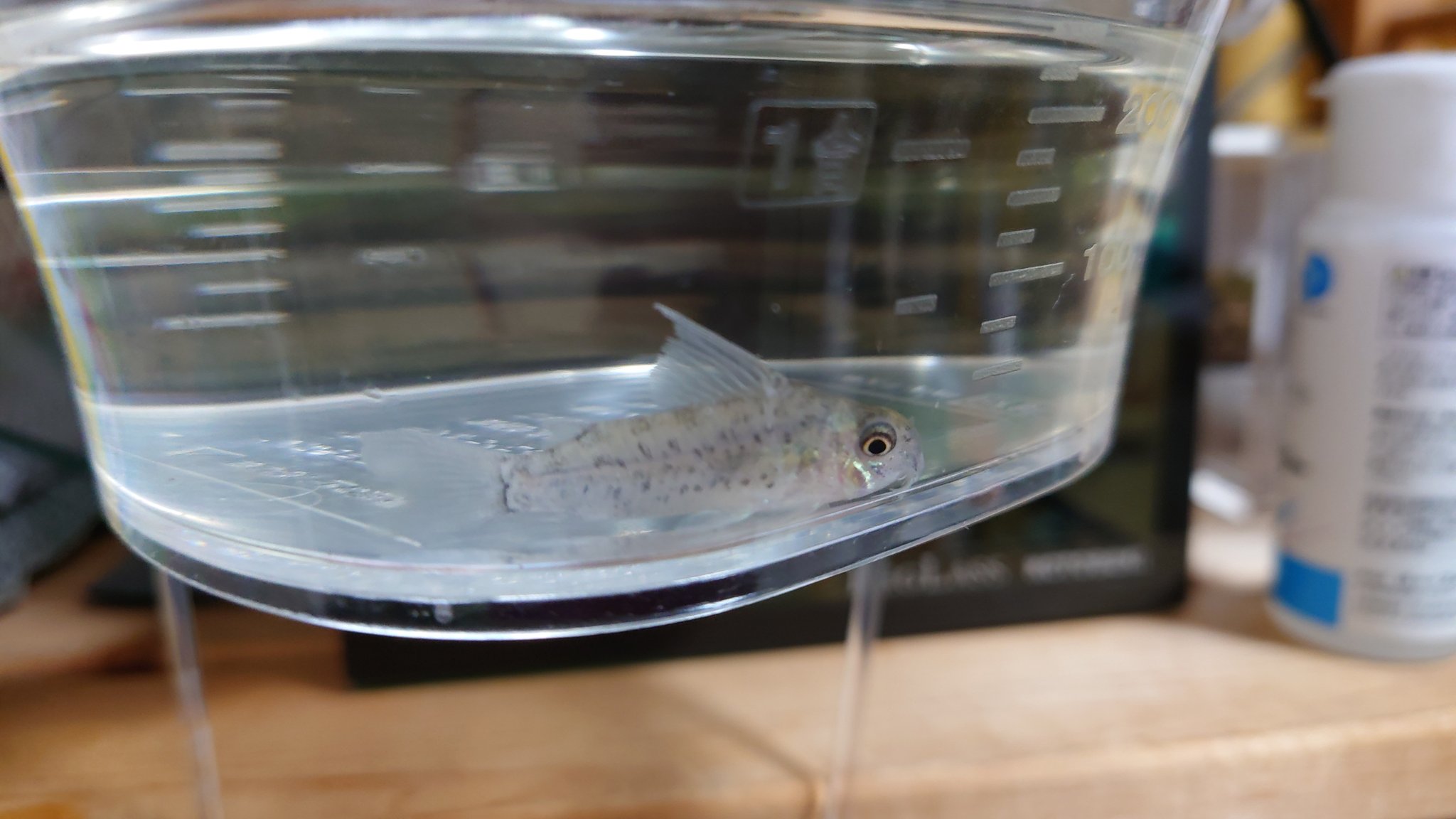 ロレトエンシス Twitter Search Twitter