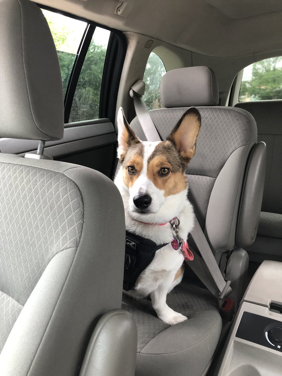 TonyStoneOG's tweet photo. Wut, #NationalDogDay? https://t.co/AOwV7vHYxD