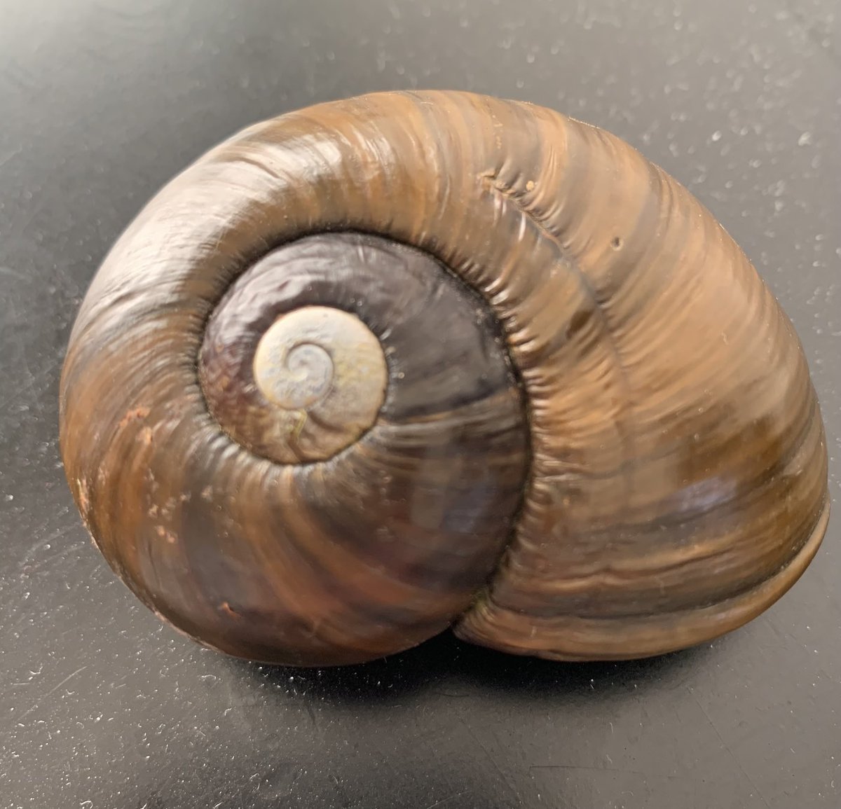MonicaWebb1's tweet photo. Intact kauri snail shell found today on our Hokianga farm. Stunning. https://t.co/M9wjkF41KD https://t.co/DrfQW144v0