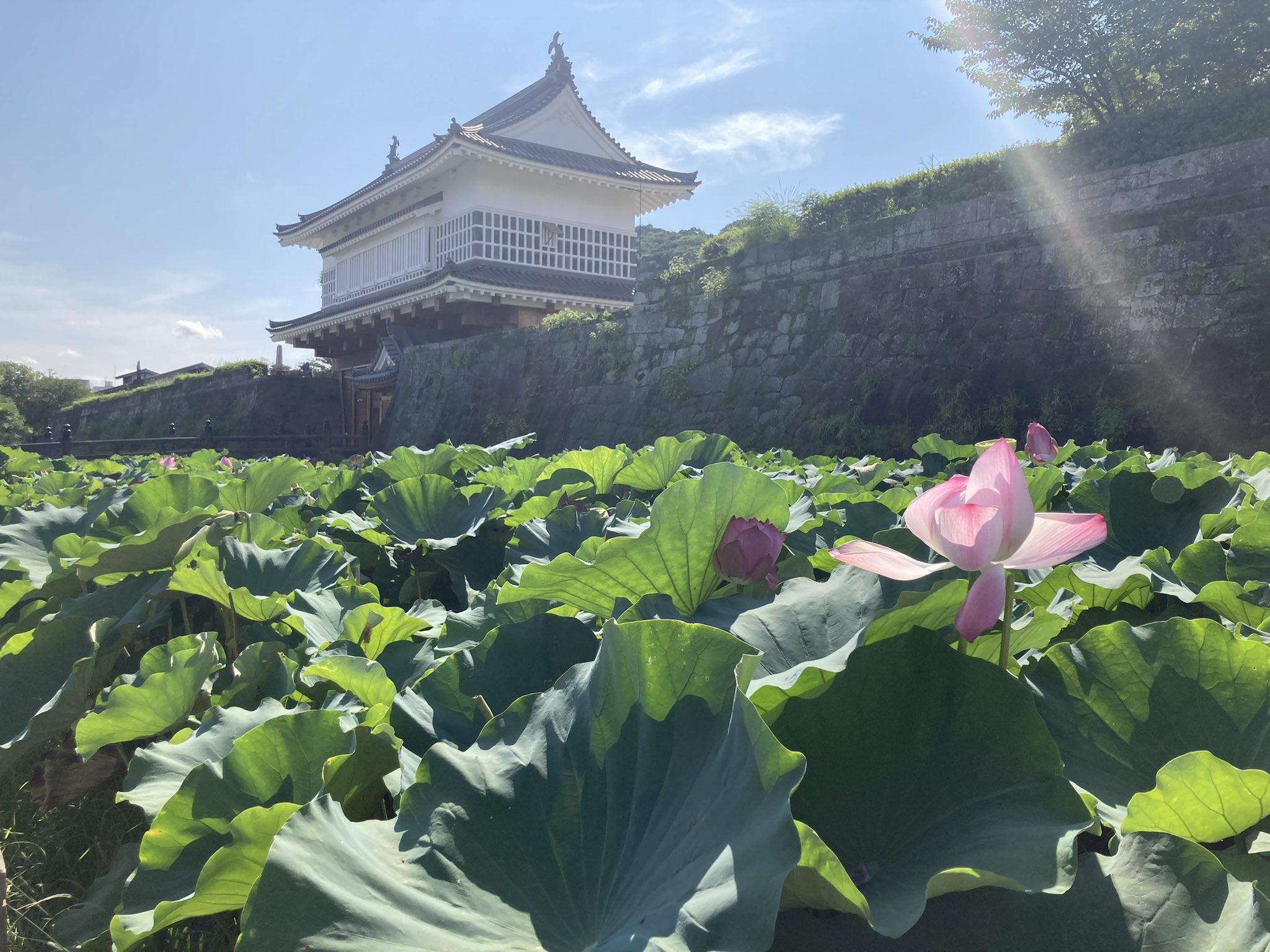 西日本新聞鹿児島支局 公式 鶴丸城跡の堀の蓮 昨日の写真ですが T Co Edyeb5z4ch Twitter