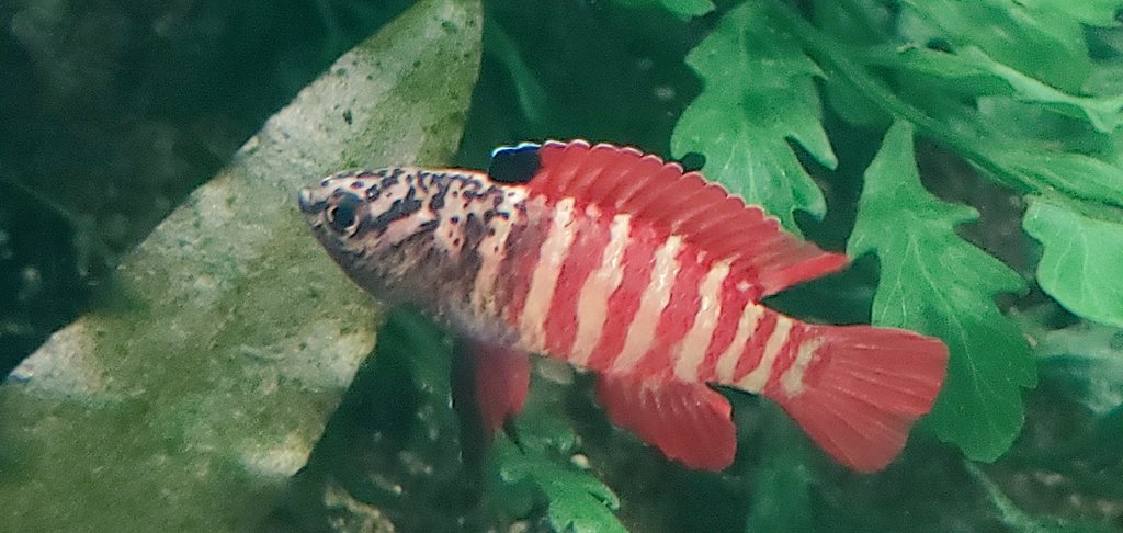 スカーレットジェム Twitter Search Twitter