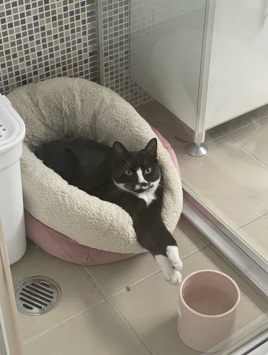 poppy_and_co's tweet photo. It happin agin! Time outs! Too mutch crimbes today. No ragrets. #catsoftwitter #CatsOnTwitter #aussiecats #cats #kittens https://t.co/kLW2b9l5MN