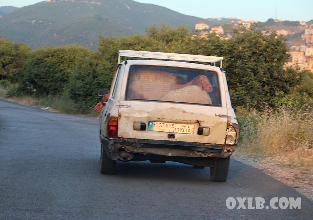 onefineart's tweet photo. Some have the chance to be in a convertible car... hehe 😊😘☺️
https://t.co/BQIWMwK9gS
#chance #convertible #convertiblecar #betterluck #animals #sheep #goat #whitegoat #lebanon #lebanonroads https://t.co/sadJCJSzoo