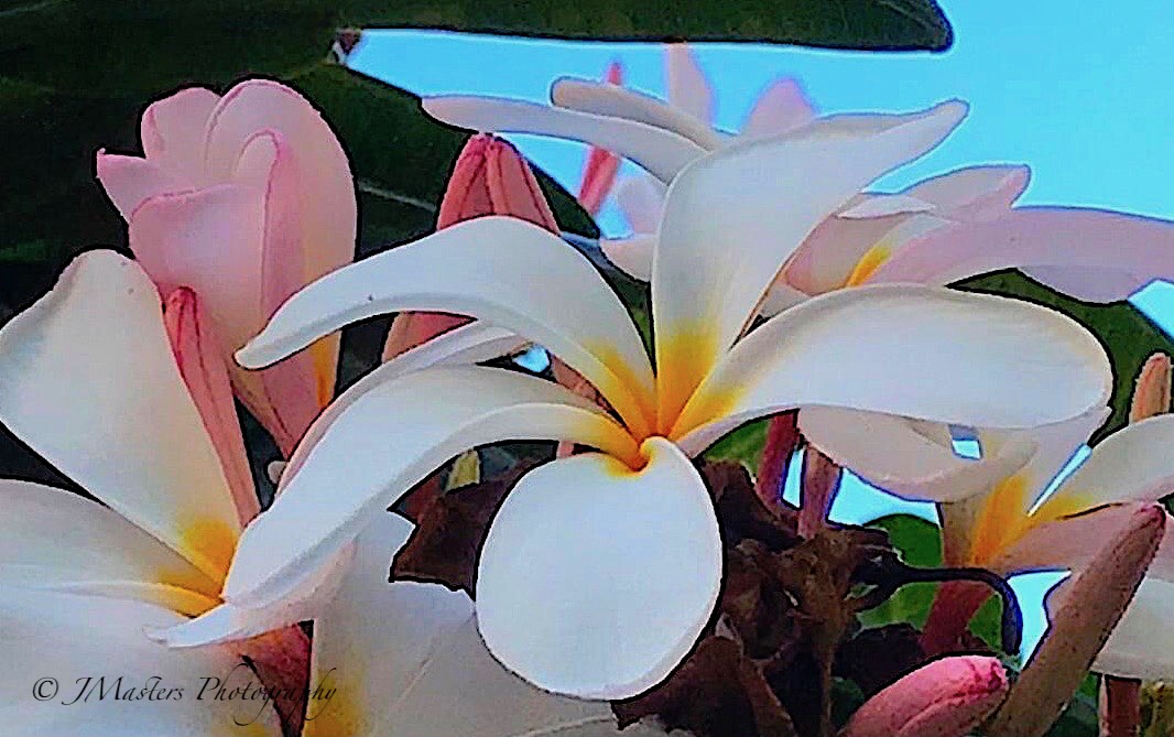 JMastersMaui's tweet photo. 🙏🌸 a sweet soft aloha from Maui, Hawaii to everyone this tgif 💗 these blossoms live in Kihei 🌸🙏 https://t.co/r3Fy40ClWl