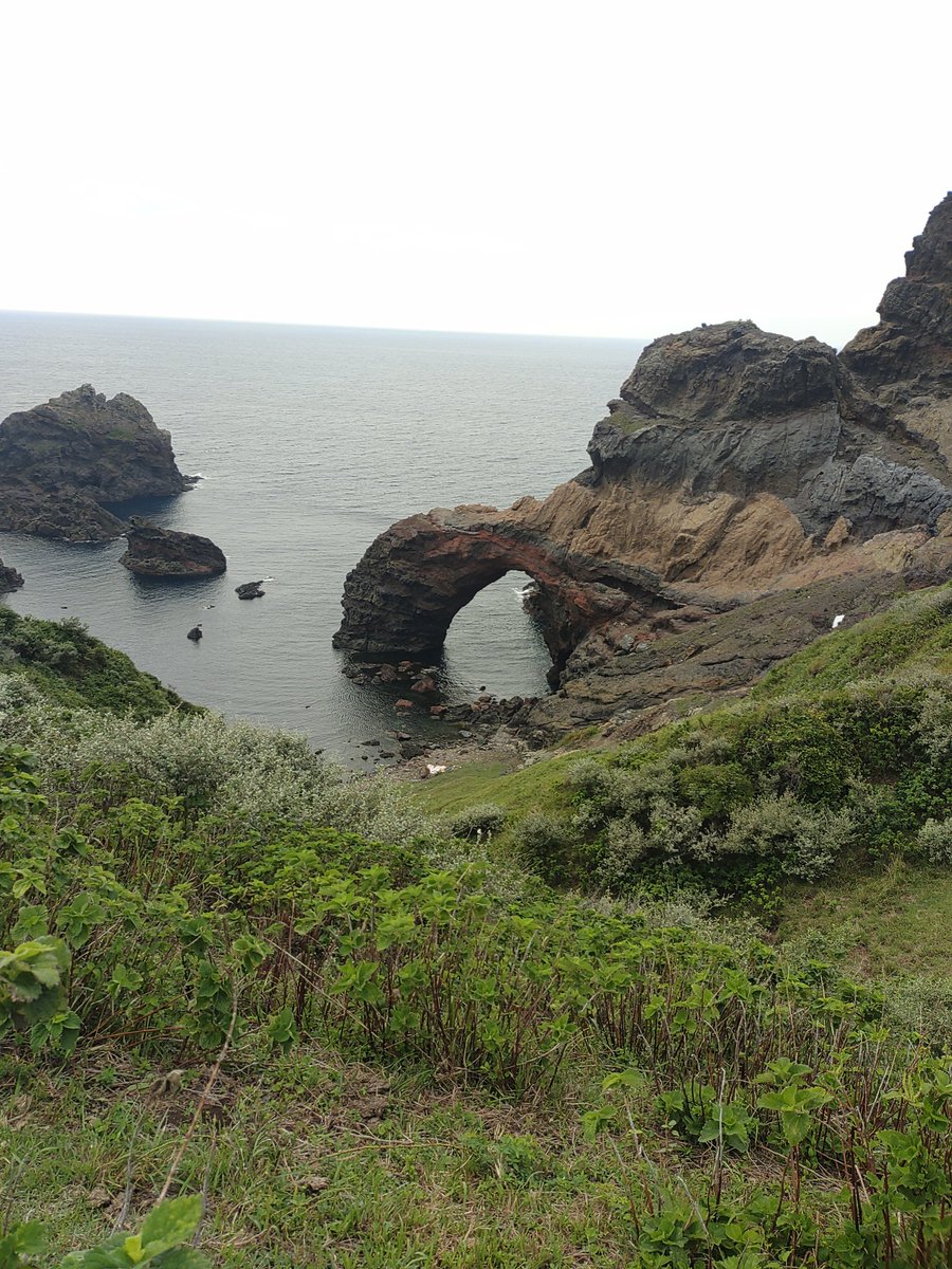 YujiTani's tweet photo. 西之島に戻って、今度は観光バスに乗り、摩天崖、通天橋、国賀海岸を巡る遊歩道を歩きます。遊歩道と言���ても舗装された道ではなく、辺りには牛馬が放牧されています。
#隠岐の島
#西ノ島
#島旅 https://t.co/d0xPHdCyxk