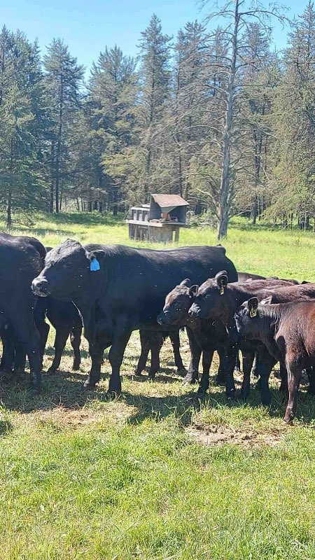 barrhead's tweet photo. Angus cattle 25 head -calve in march: Red or black angus cows. Easy calvers. Looking to downsize herd size. Due to calve March 2023. in Barrhead https://t.co/6kANH7nqqf https://t.co/4IGf5epx89