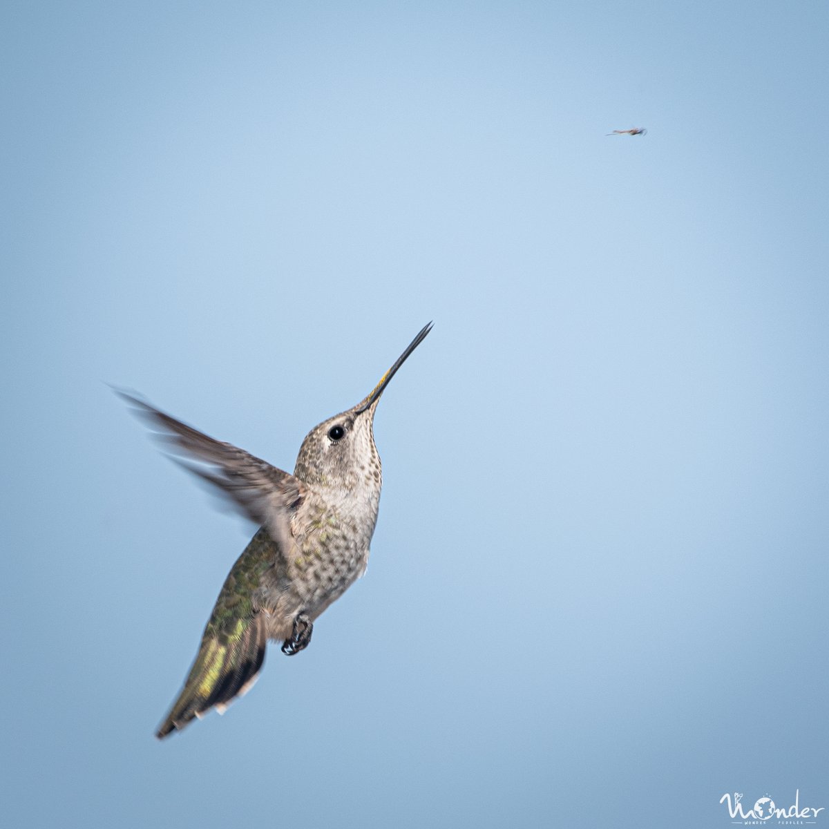 wonderpeddler's tweet photo. Going for the kill🪰

#Birding #BirdPhotography #Hummingbird #EarthCapture #Nikon https://t.co/O1v4JZ4Ys3