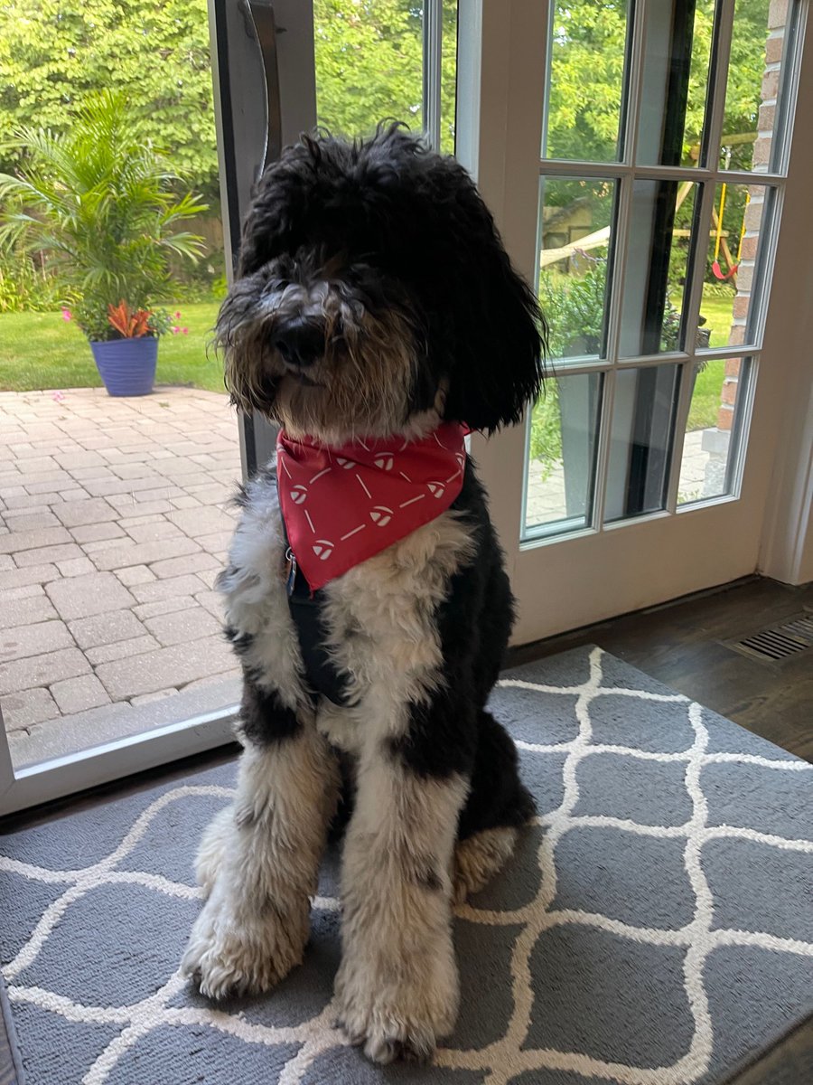 JoMo_TMaG's tweet photo. Here’s to Team #TMDOGDAY Windy City! https://t.co/wS1Op921as