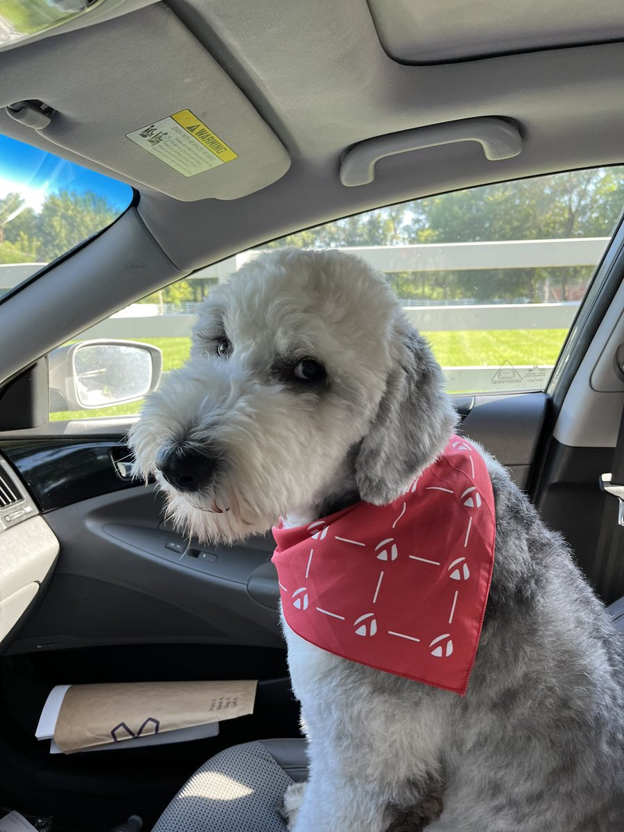 JoMo_TMaG's tweet photo. Here’s to Team #TMDOGDAY Windy City! https://t.co/wS1Op921as