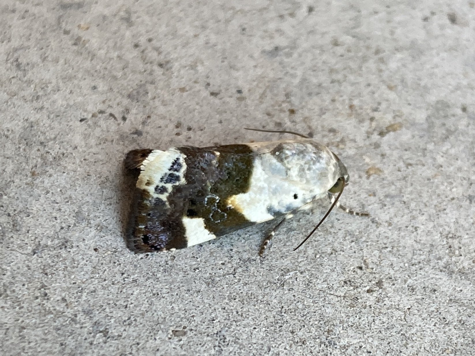 Sam Bosanquet on Twitter "My portable LED moth light (now powered with